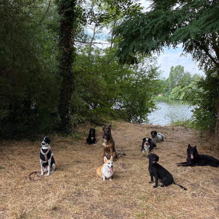 Hundebetreuung - Sozialkontakt inklusive Sozialkontakt mit Artgenossen inklusive