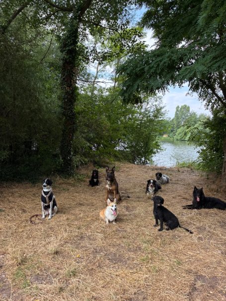 mobile Hundebetreuung