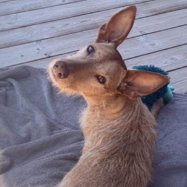 Charlie macht Urlaub am Meer