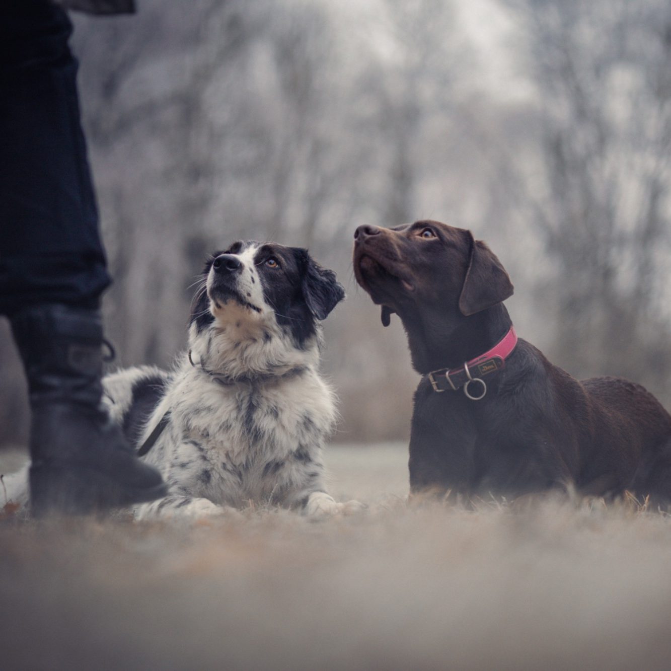 Hundedienstleistung