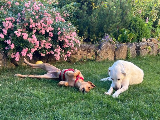 Sozialkontrakt und Hundebetreuung