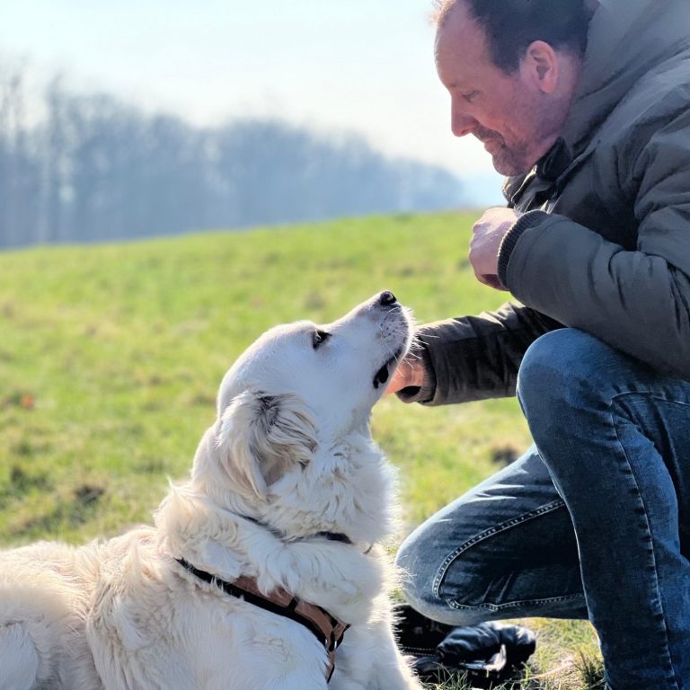 Training unter Ablenkung. Erwachsene Hunde